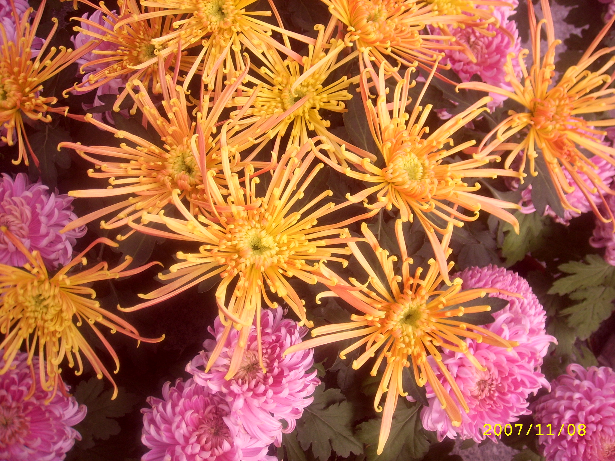 主题:秋天菊花会